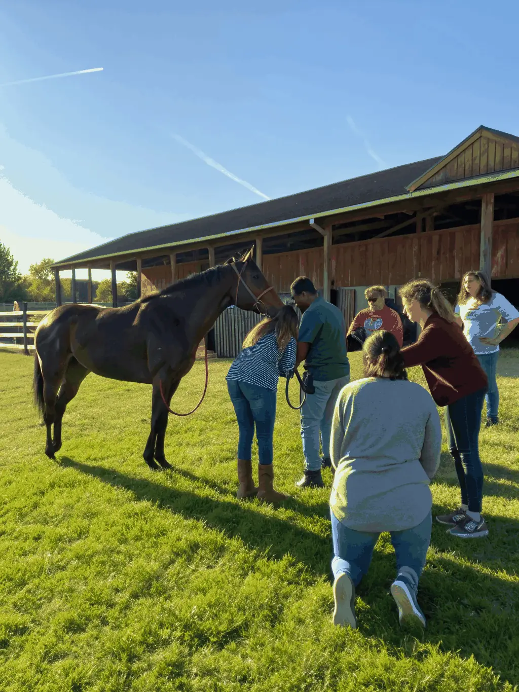 A group of children happily grooming and caring for horses in a stable, emphasizing animal welfare and responsible care.